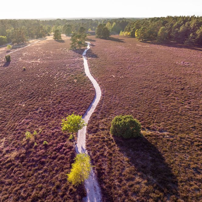 Misselhorner Heide bei Hermannsburg zur Heideblüte am Heidschnuckenweg