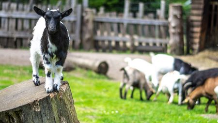 Kontaktgehege Ziegen im Wildpark Müden 