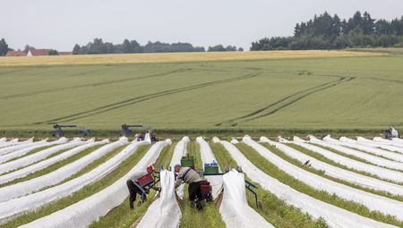 Erntehelfer auf dem Spargelfeld