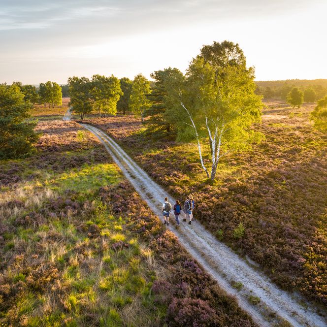 Wanderer in der blühenden Lüneburger Heide