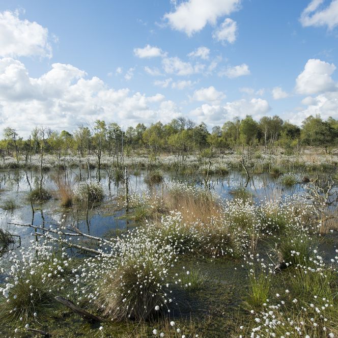 Landschaft Hahnenmoor