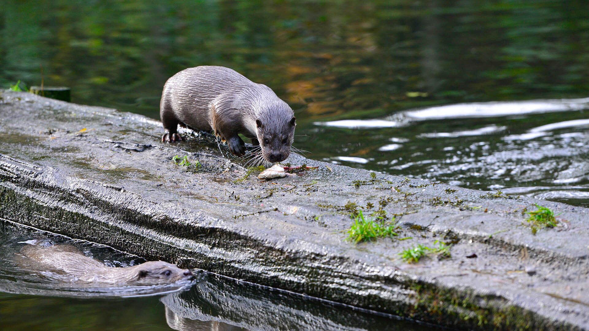 Otter frisst einen Fisch im Otter-Zentrum in Hankensbüttel