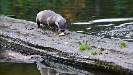Otter frisst einen Fisch im Otter-Zentrum in Hankensbüttel