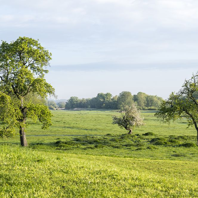 Elbevorland bei Radegast frühmorgens im Frühling 3