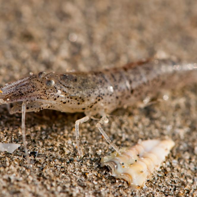  Nordseegarnele im Wattenmeer