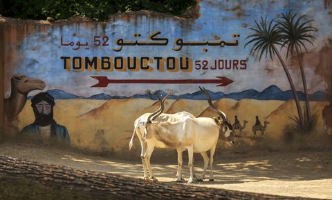 Mendesantilopen im Erlebnis-Zoo Hannover