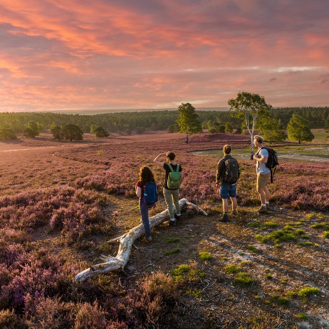 Udsigt over Lüneburger Heide