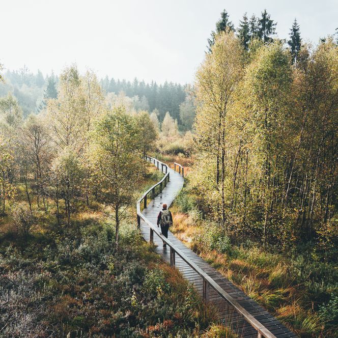 Einsamer Wanderer geht über Bohlenweg im Hochmoor Mecklenbruch im Naturpark Solling-Vogler im Weserbergland