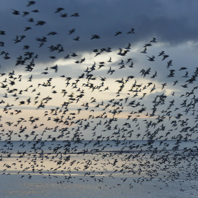 Zugvogeltage: Wer zu spät kommt … Zugvögel und Klimawandel