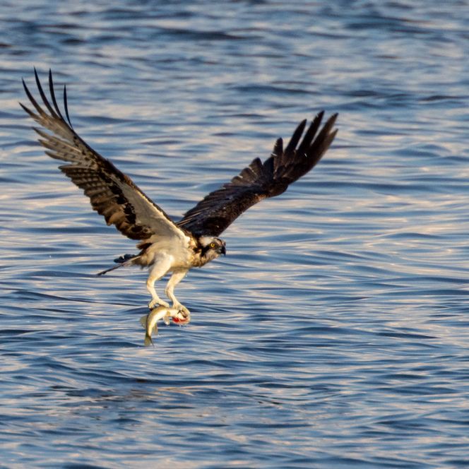 Fischadler mit Beute über dem Wasser