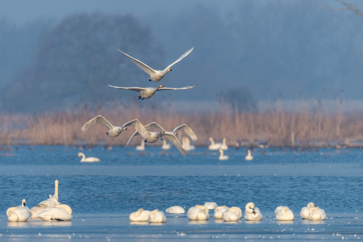 Vintergæster på Elben, © TourismusMarketing Niedersachsen GmbH / Jürgen Borris