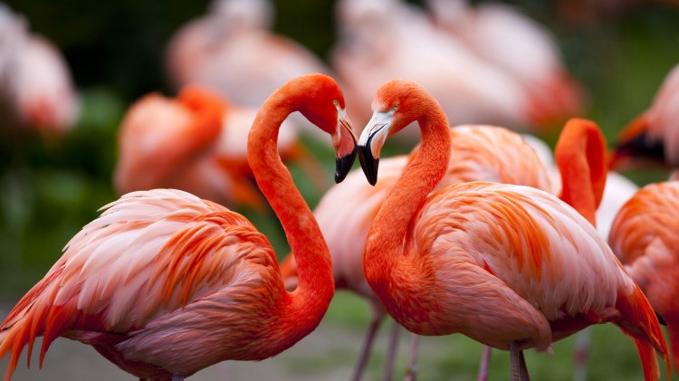 Kubaflamingo, © Weltvogelpark Walsrode