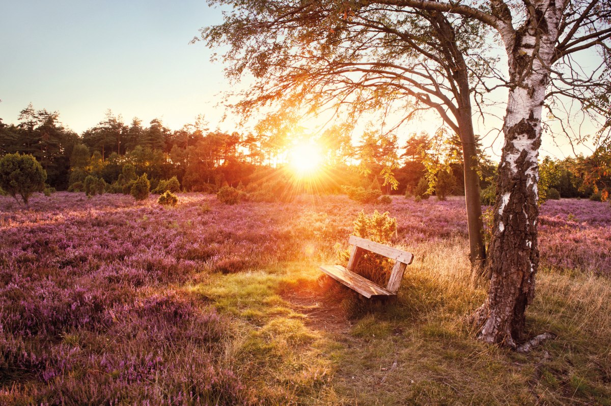 en bank i Lüneburg Hede, © Lüneburger Heide GmbH