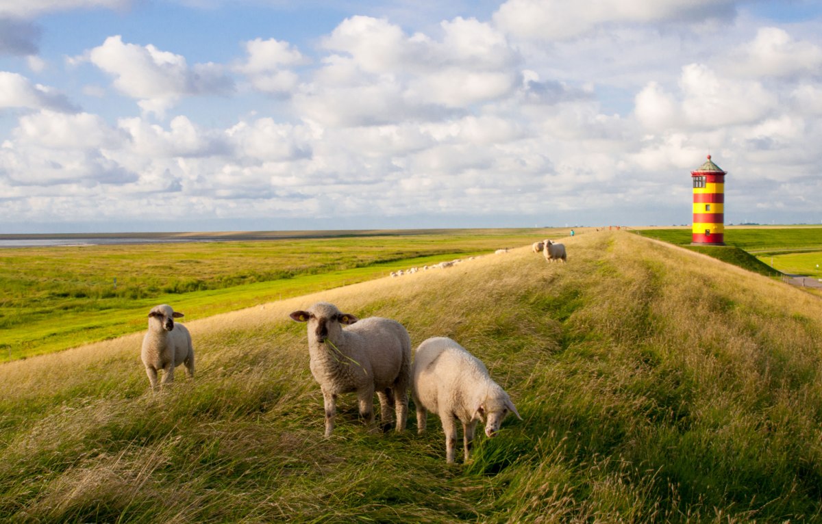 Pilsum fyr og får på diget, © Fotolia / greenpapillon