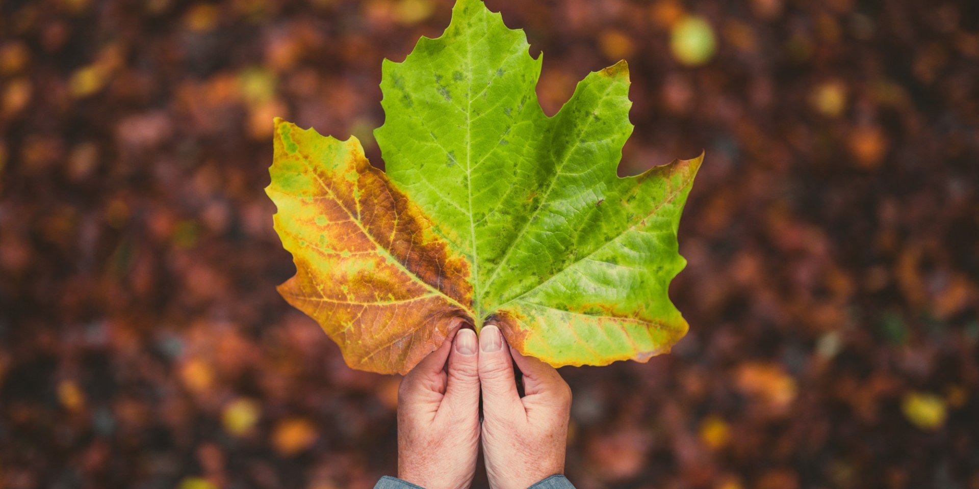 Efterårsblad i en hånd, © TMN/Alex Kaßner