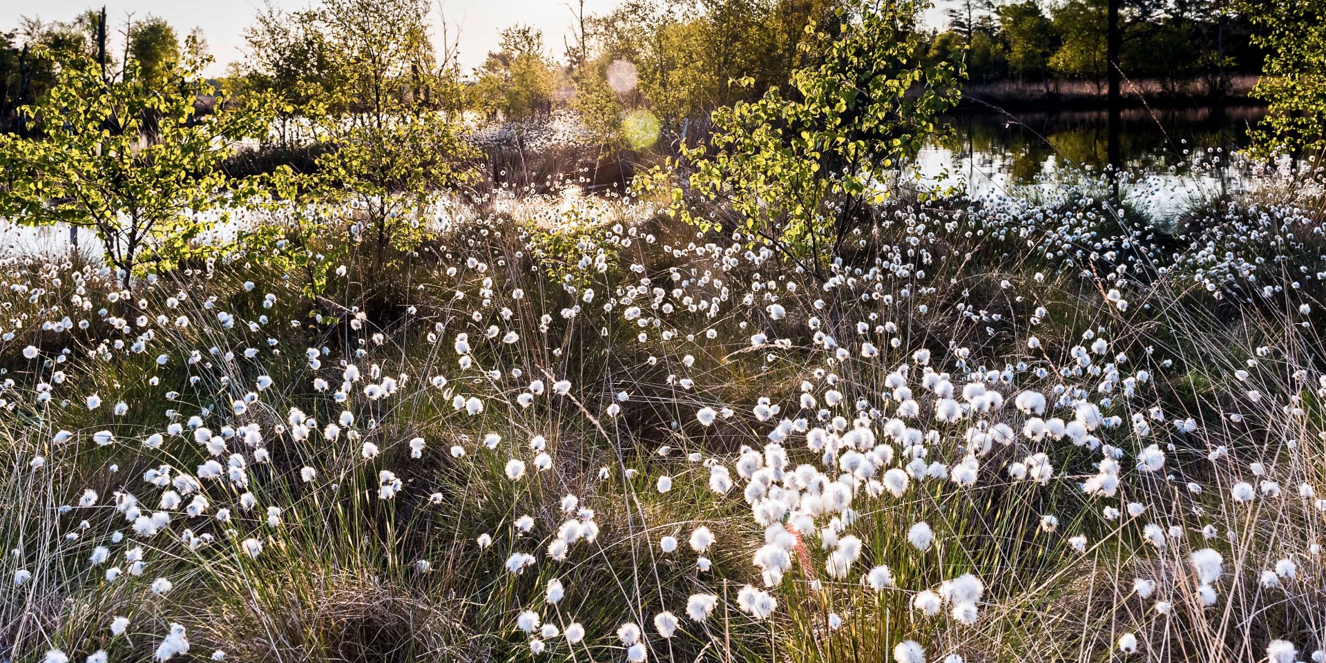 Uldgræs blomstre i Pietzmoor, © Lüneburger Heide GmbH / Markus Tiemann