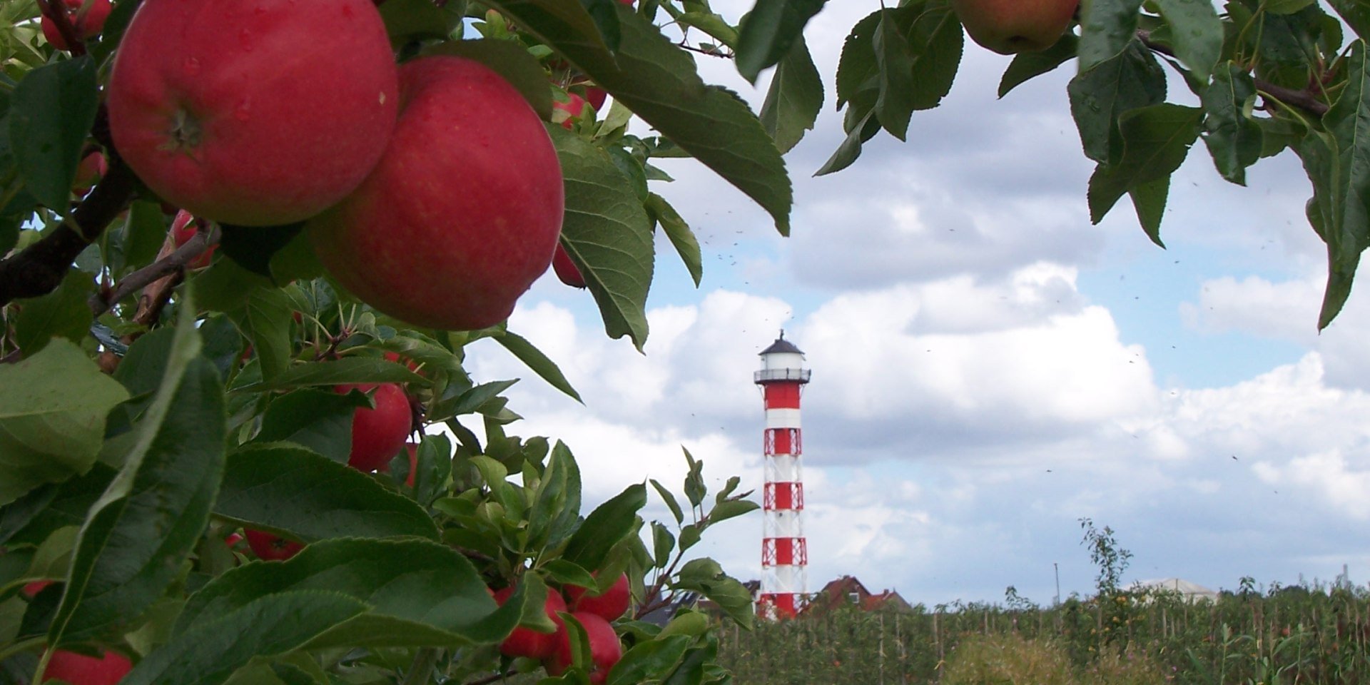 Fyrtårn indrammet af æbletræer , © Tourismusverband Landkreis Stade