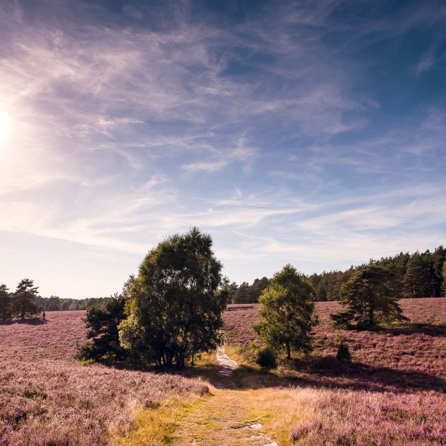 Misselhorner Heide, © Lüneburger Heide GmbH / Markus Tiemann