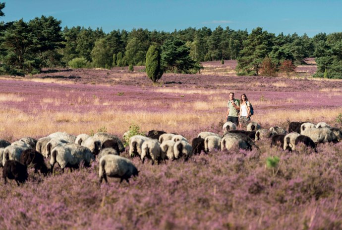 Vandring i Büsenbachtal, © Lüneburger Heide GmbH/ Dominik Ketz