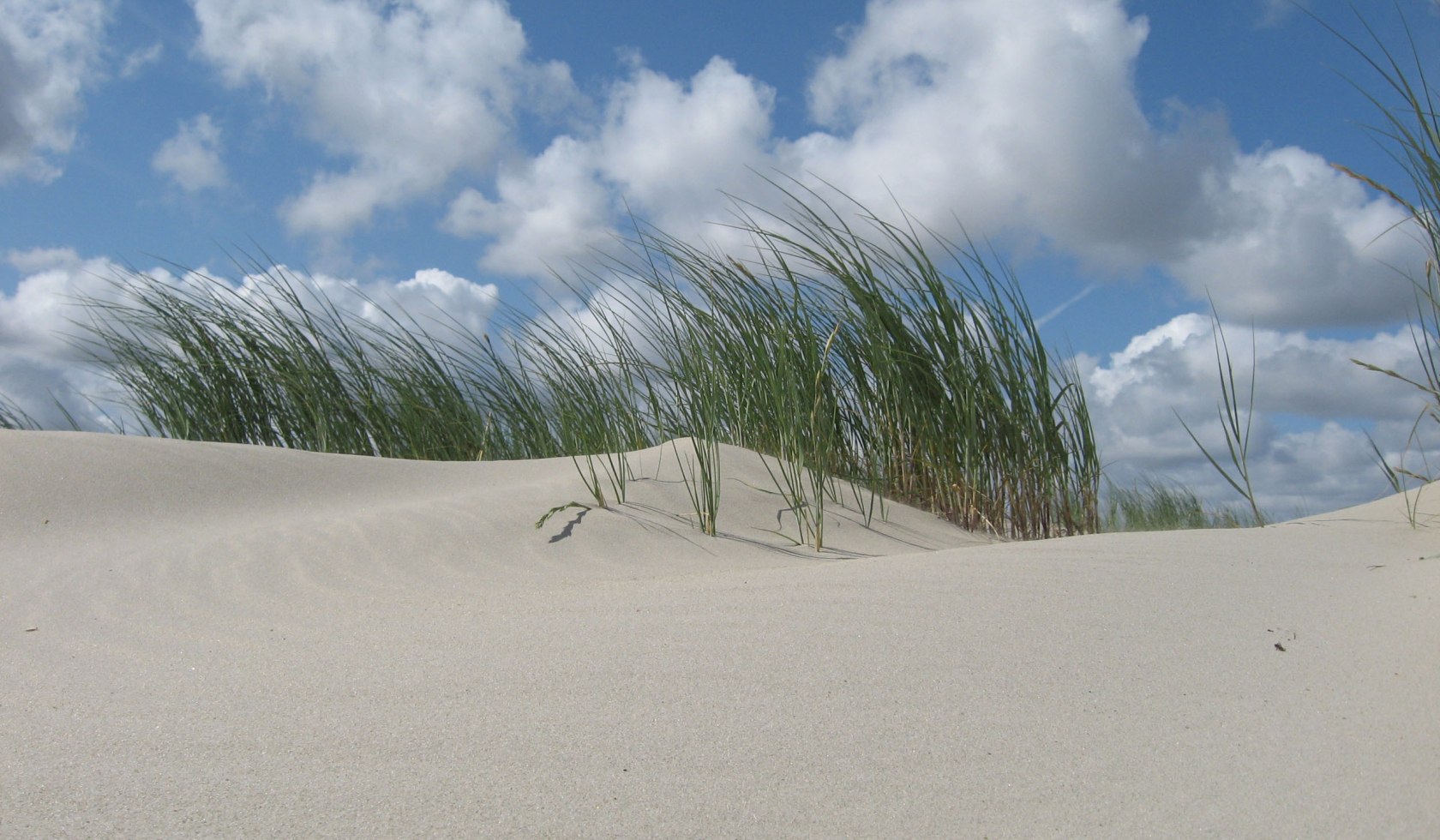 Klit, © Nationalparkverwaltung Niedersächsisches Wattenmeer / Jürn Bunje