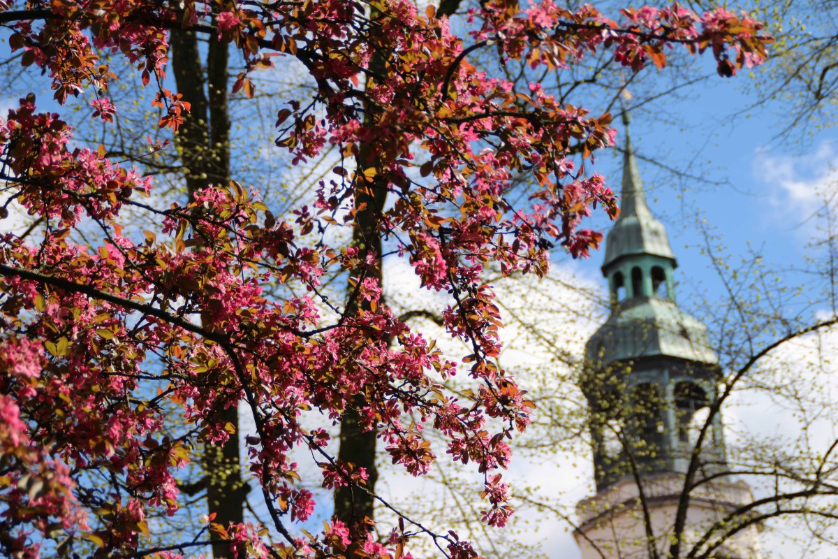 Celle, © Cherry blossoms in front of the city church
