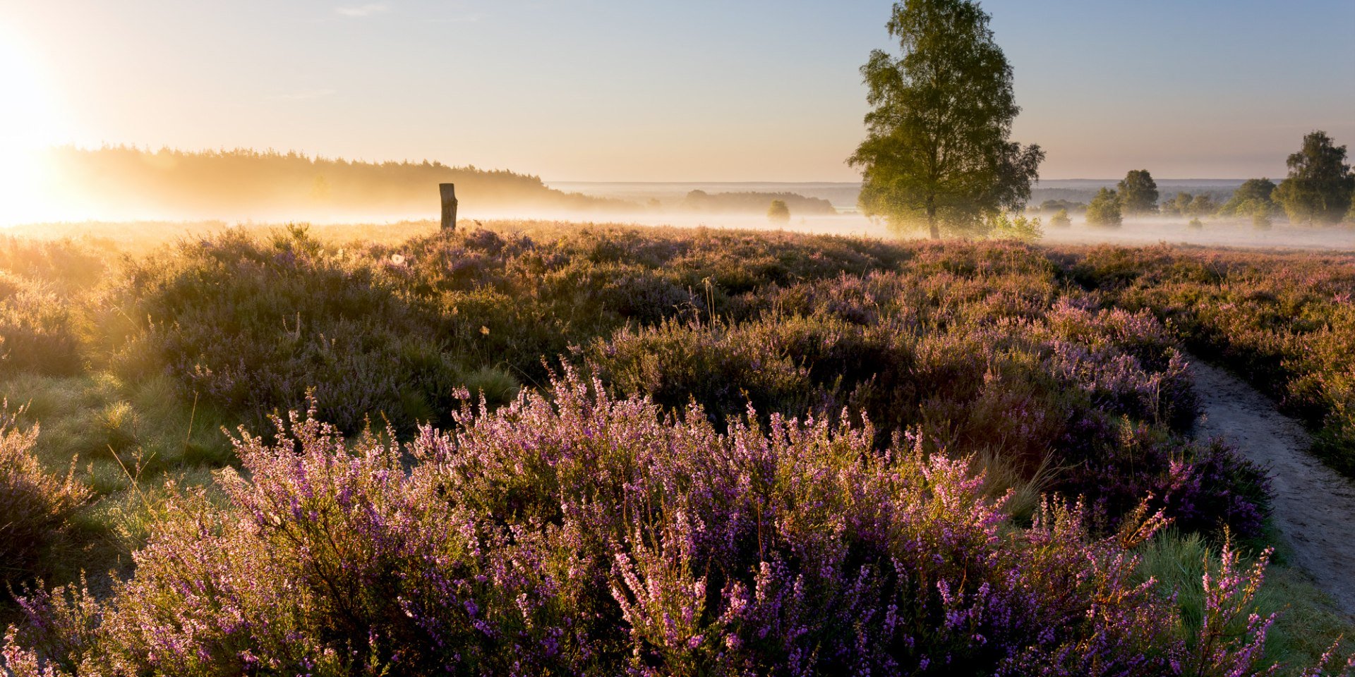 Solopgang ved Wietzer Berg i Lüneburger Heide, © Lüneburger Heide GmbH 