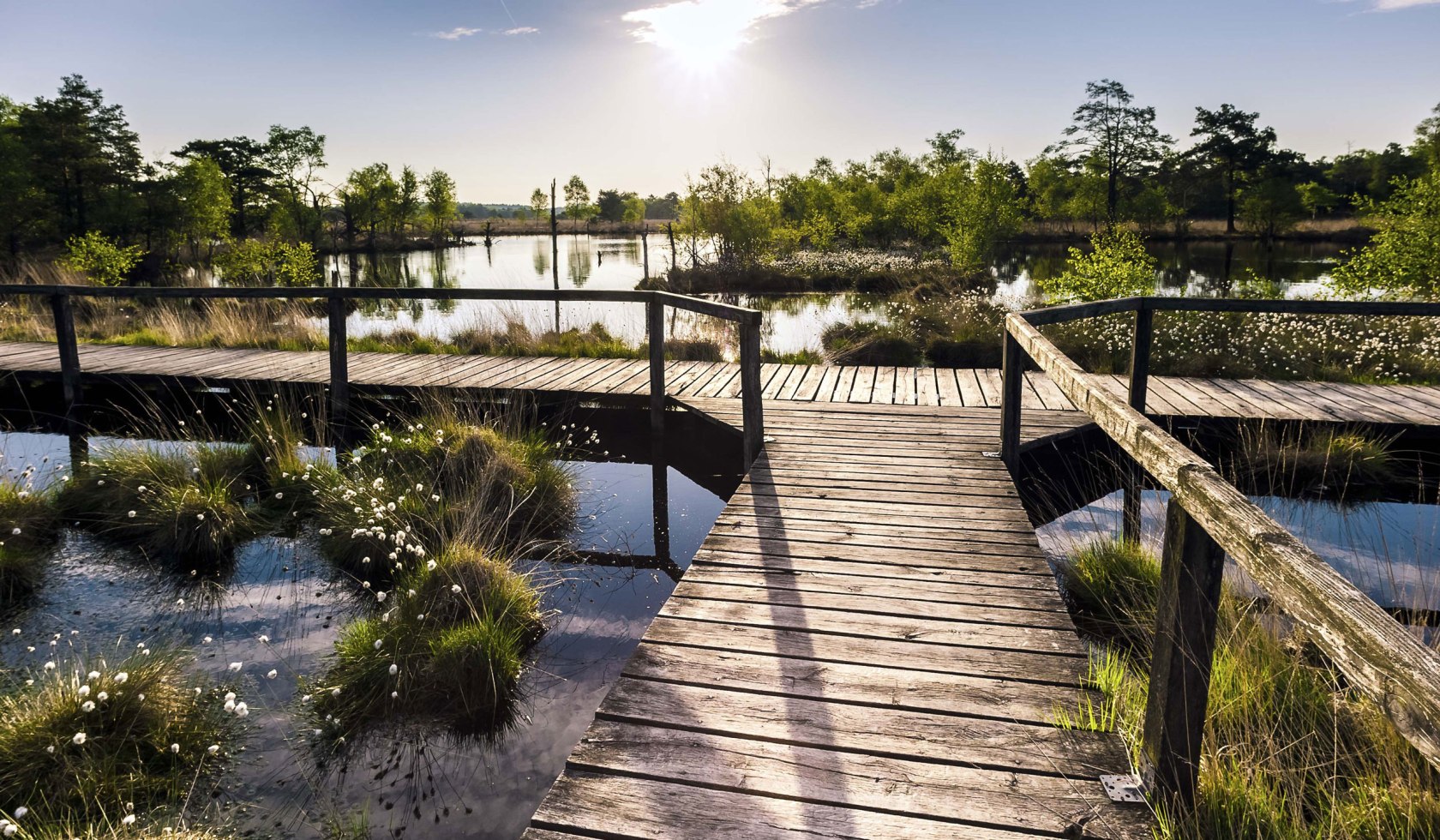 Udsigt over træ gangbro i Pietzmoor til uldne græs blomstre, © Lüneburger Heide GmbH/ Markus Tiemann