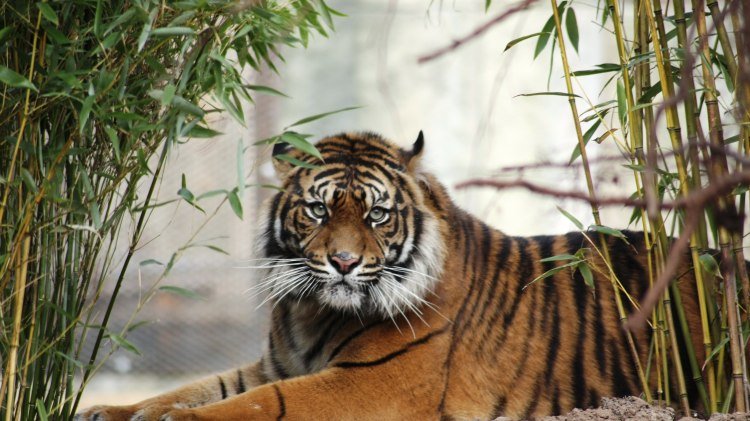 Im Zoo Osnabrück leben vom Aussterben bedrohte Sumatra-Tiger, © Zoo Osnabrück Im Zoo Osnabrück leben vom Aussterben bedrohte Sumatra-Tiger, © Zoo Osnabrück