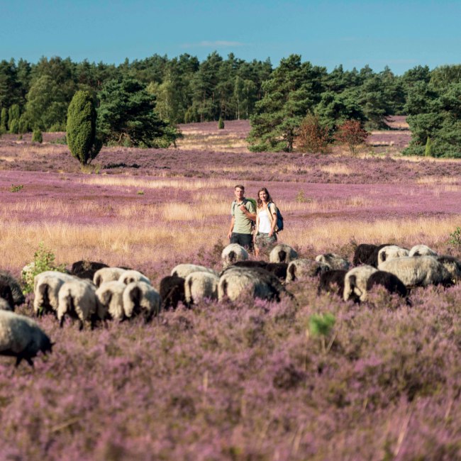 Vandring i Büsenbachtal, © Lüneburger Heide GmbH/ Dominik Ketz