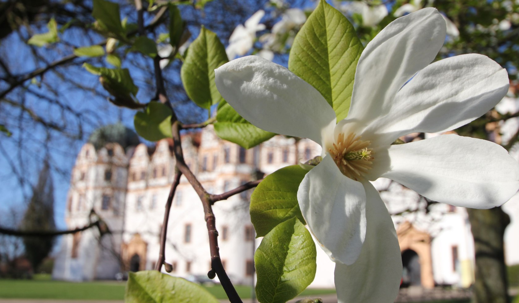 Magnolias foran Celle Castle, © Celle Tourismus und Marketing GmbH / K. Behre