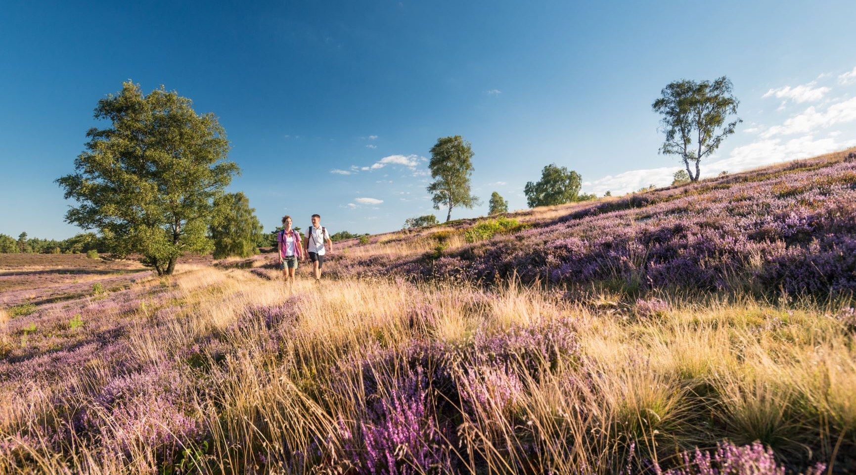 Vandreture i Lüneburger Heide, © Tourismusmarketing Niedersachsen GmbH 