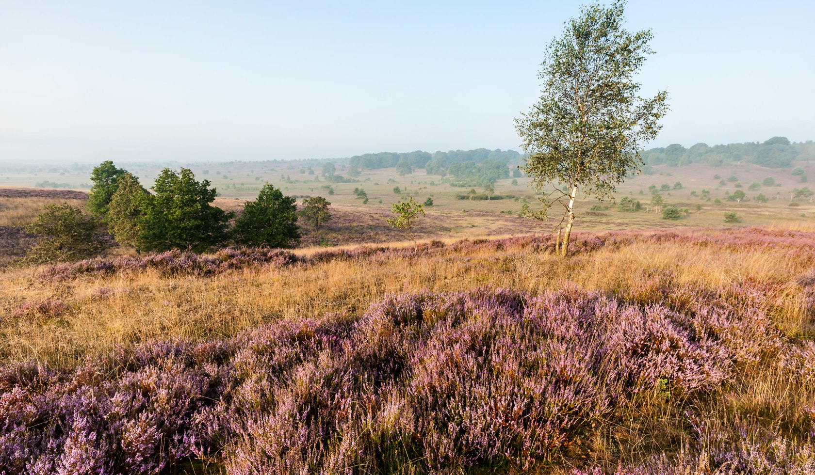 Hede ved daggry på Surhorn, © Lüneburger Heide GmbH / Markus Tiemann