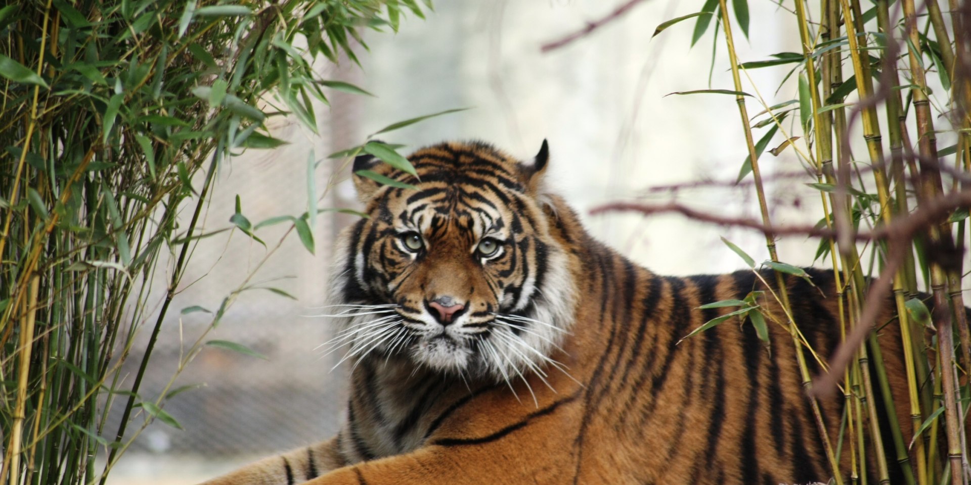 Im Zoo Osnabrück leben vom Aussterben bedrohte Sumatra-Tiger, © Zoo Osnabrück