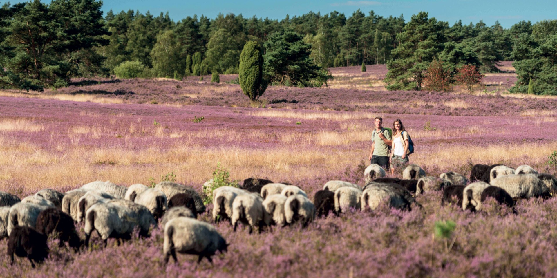 Vandring i Büsenbachtal, © Lüneburger Heide GmbH/ Dominik Ketz