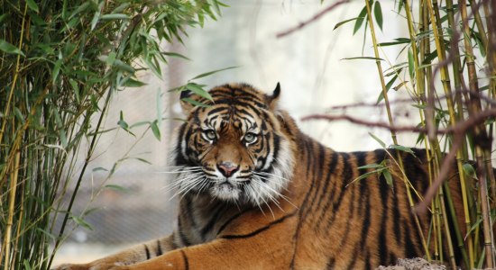 Im Zoo Osnabrück leben vom Aussterben bedrohte Sumatra-Tiger, © Zoo Osnabrück