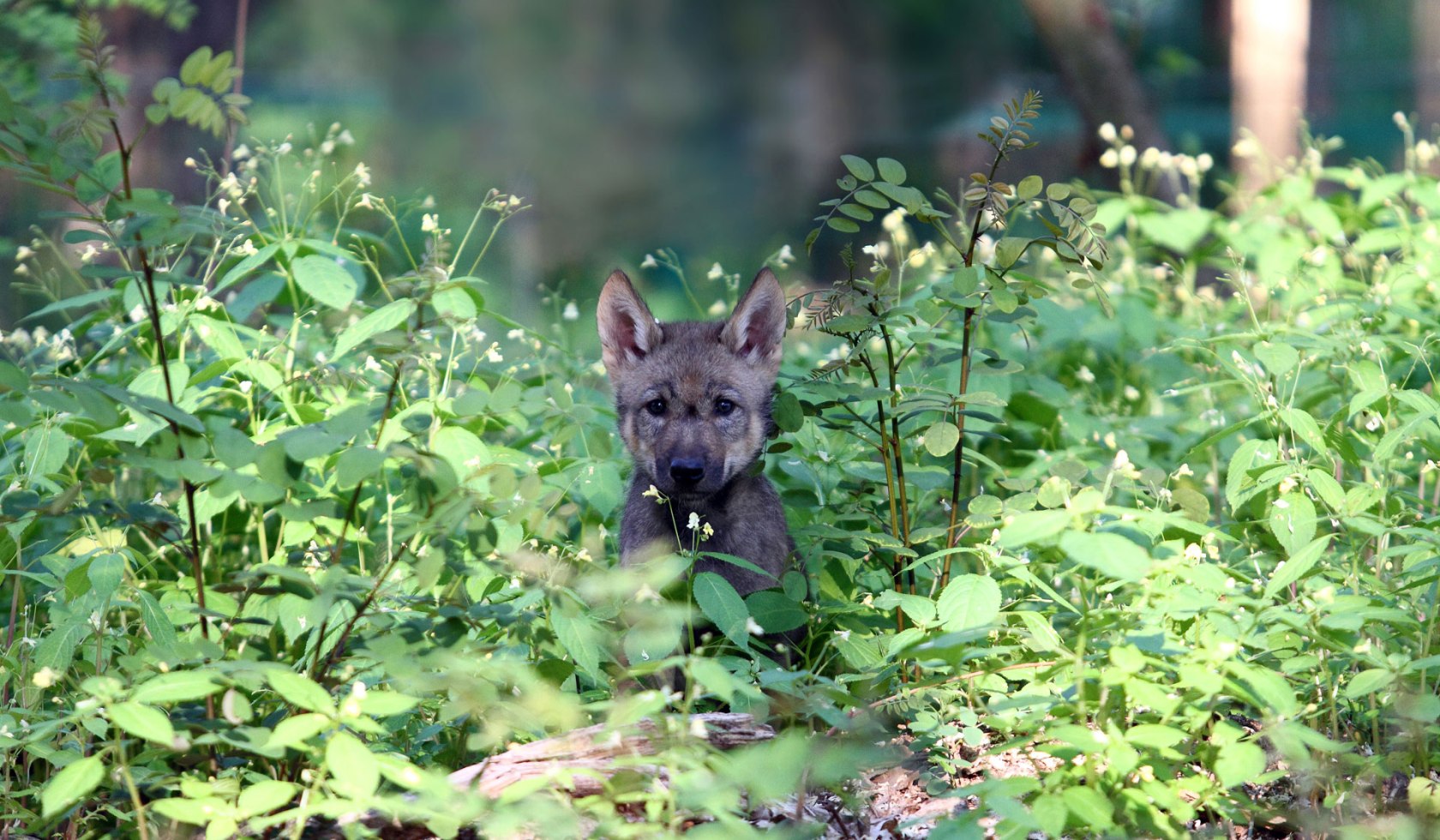Valp i blomster, © www.wolfcenter.de