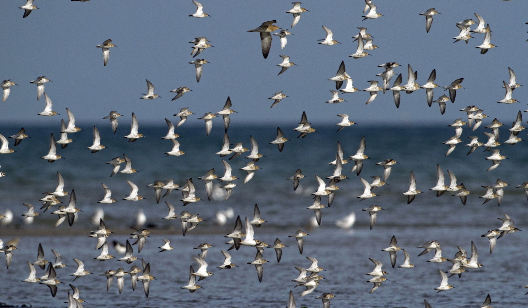 Fugle, © Nationalparkverwaltung Niedersächsisches Wattenmeer/ S.Pfützke (green-lens.de)