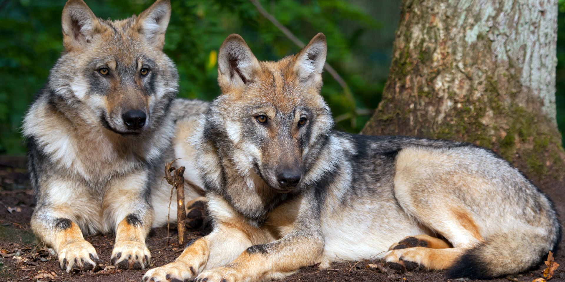 To ulve, © www.wolfcenter.de