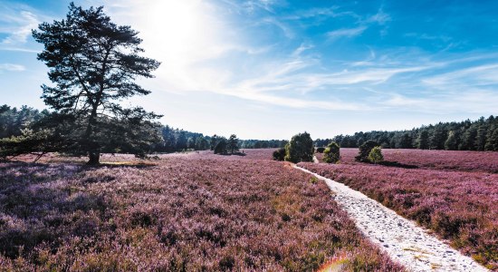 Udsigt over Misselhorn Heath, © Lüneburger Heide GmbH