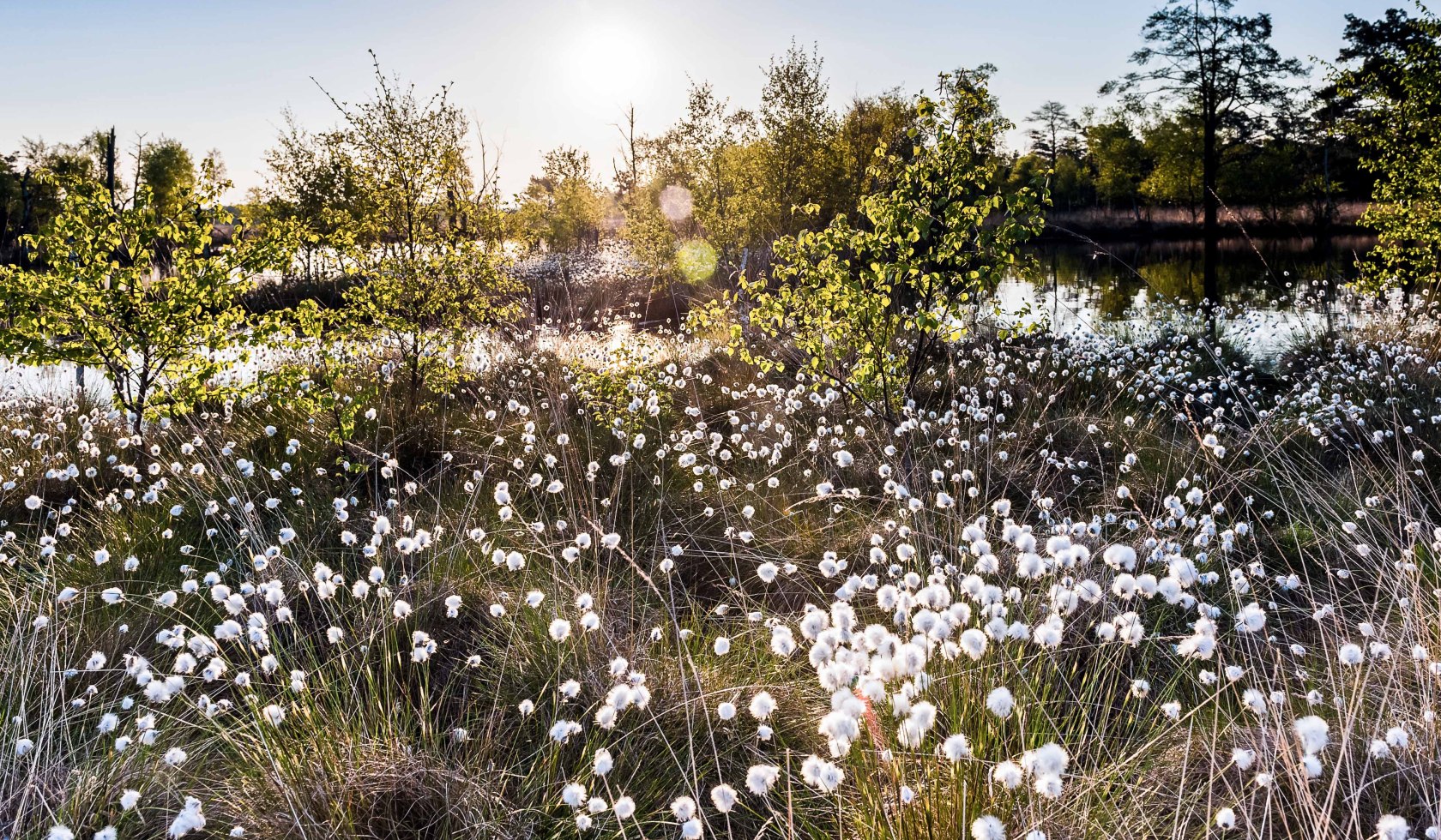 Uldgræs blomstre i Pietzmoor, © Lüneburger Heide GmbH / Markus Tiemann