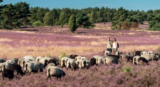 Vandring i Büsenbachtal, © Lüneburger Heide GmbH/ Dominik Ketz