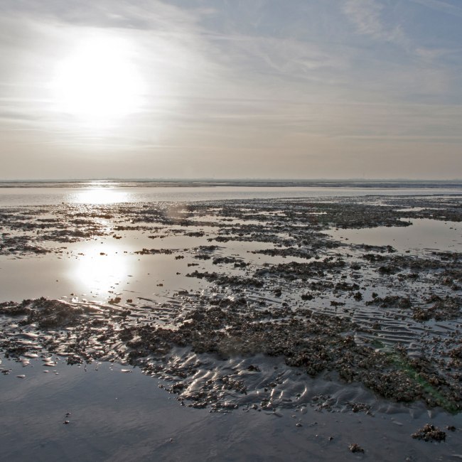 Nationalpark Vadehavet i Niedersachsen, © Nationalparkverwaltung Niedersächsisches Wattenmeer / Norbert Hecker