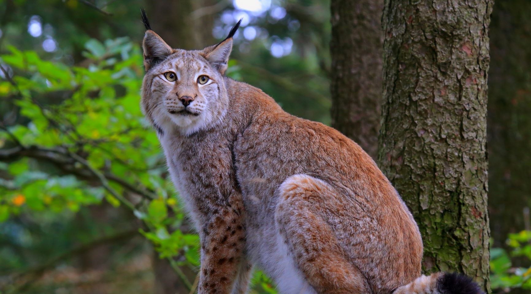 Lynx i Harz National Park i Schaugehege i Bad Harzburg, © Ole Anders / Nationalpark Harz