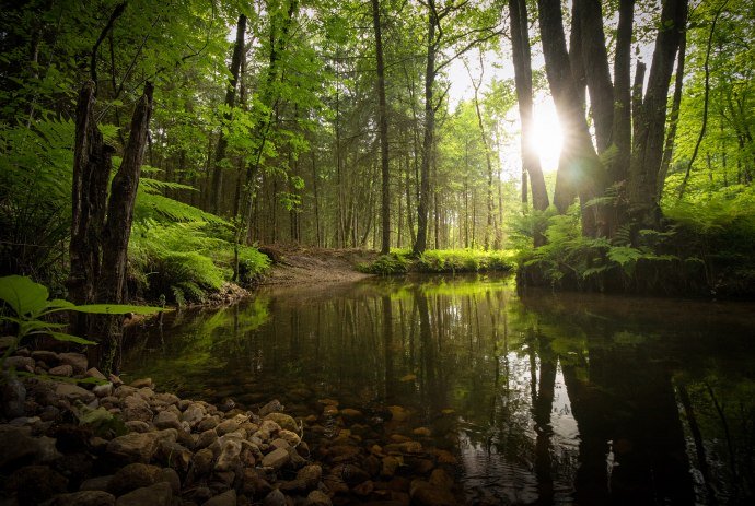 River Este in the forest close to Bötersheim/Drestedt, © TourismusMarketing Niedersachsen GmbH / Alexander Kaßner