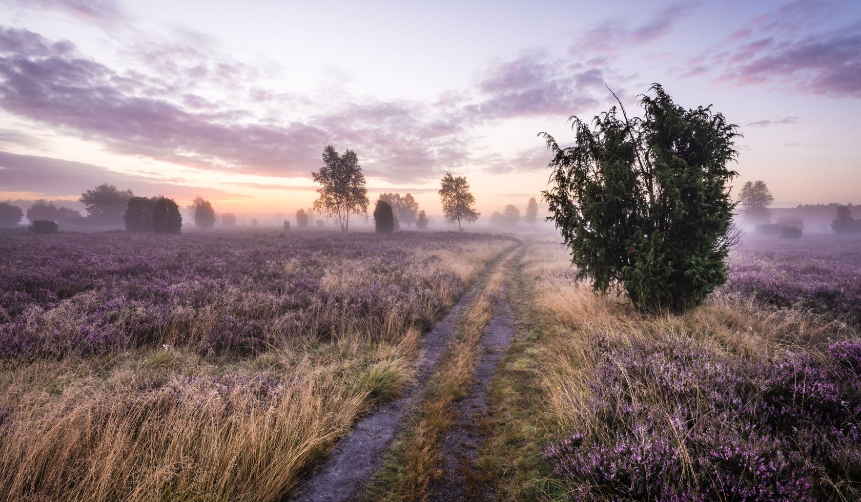 Solopgang ved Schmarbecker Heide, © Lüneburger Heide GmbH/ Markus Tiemann