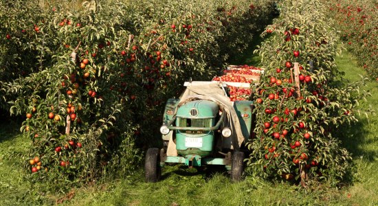 Apple høst i det gamle land, © Fotolia / Thorsten Schier