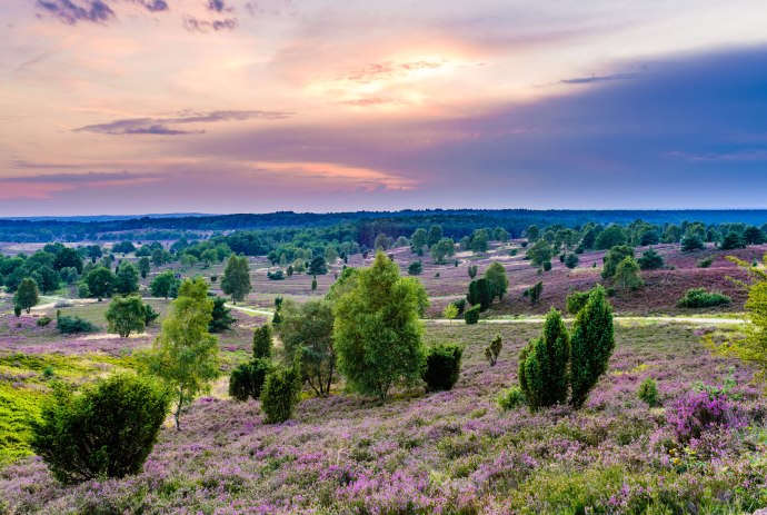 se om en blomstrende heideflaeche, © Martiem Fotografie Lüneburg, Heidekreis Lüneburger Heide/ Markus Tiemann