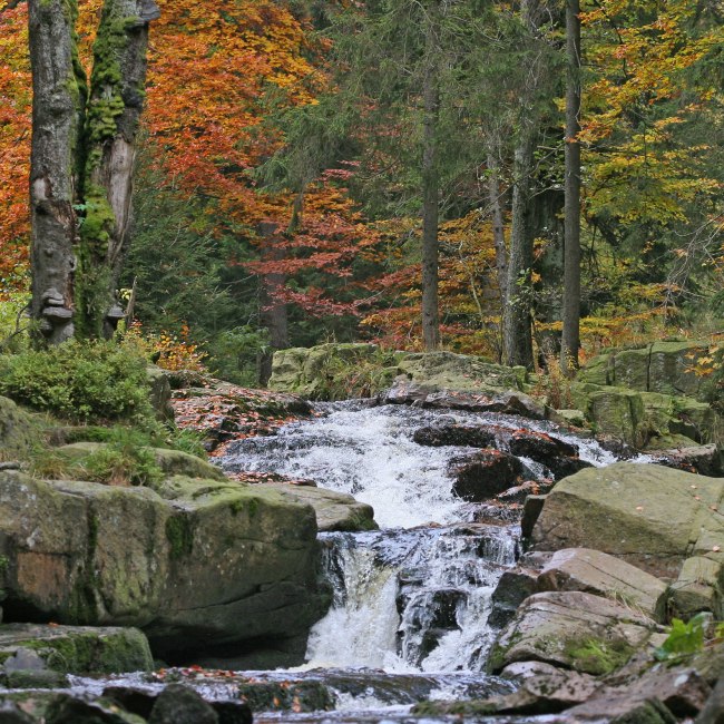  Bode floden nær Braunlage, © Nationalpark Harz / Siegfried Richter