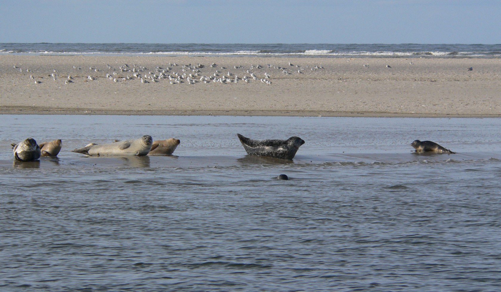 Sæler på Vadehavet, © Nationalparkverwaltung Niedersächsisches Wattenmeer / Nationalpark-Haus Wittbülten