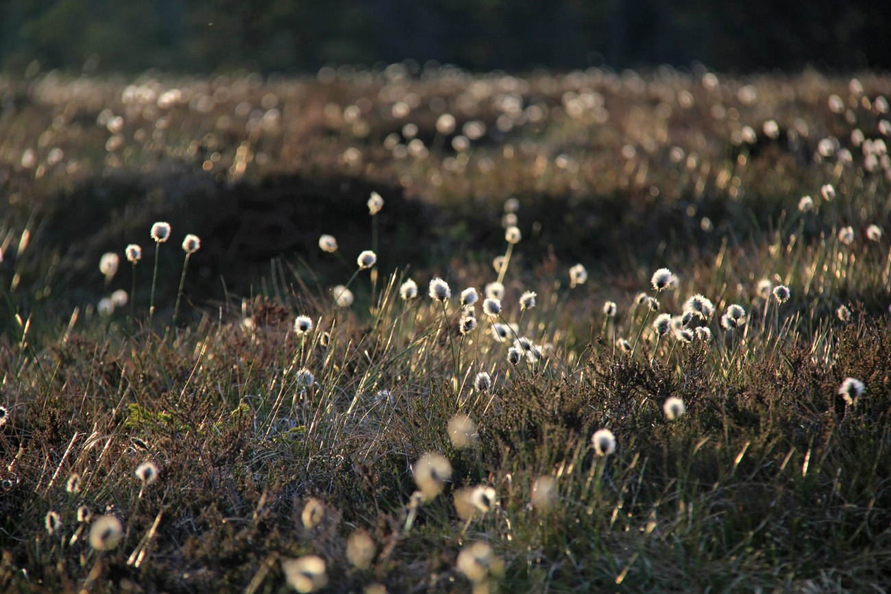  Solopgang ved Torfhaus, © Nationalpark Harz / Ingrid Nörenberg